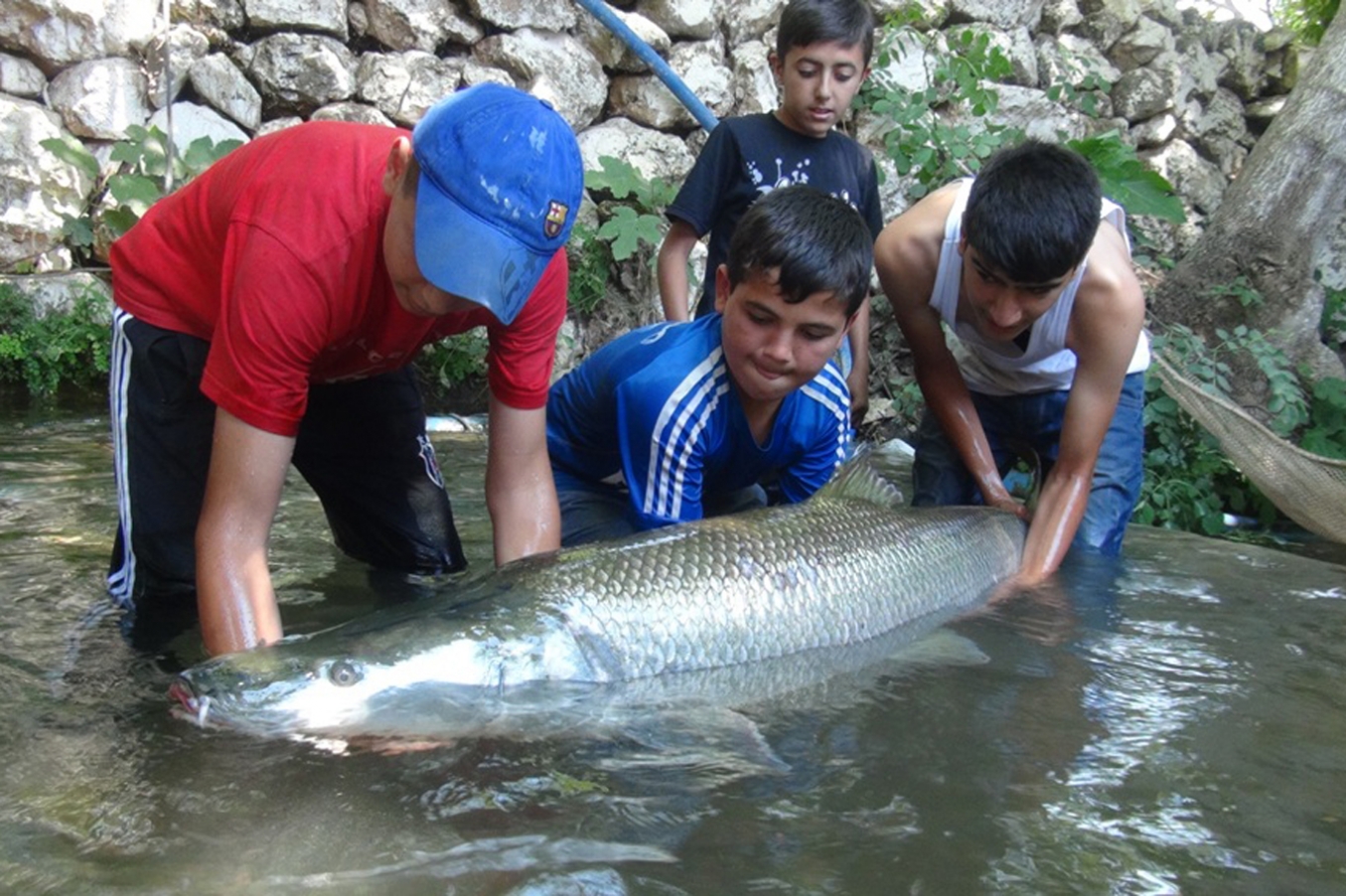 Kızıltepe’ye getirilen 60 kiloluk balık halkın ilgi odağı oldu Kızıltepe’ye getirilen 60 kiloluk balık halkın ilgi odağı oldu